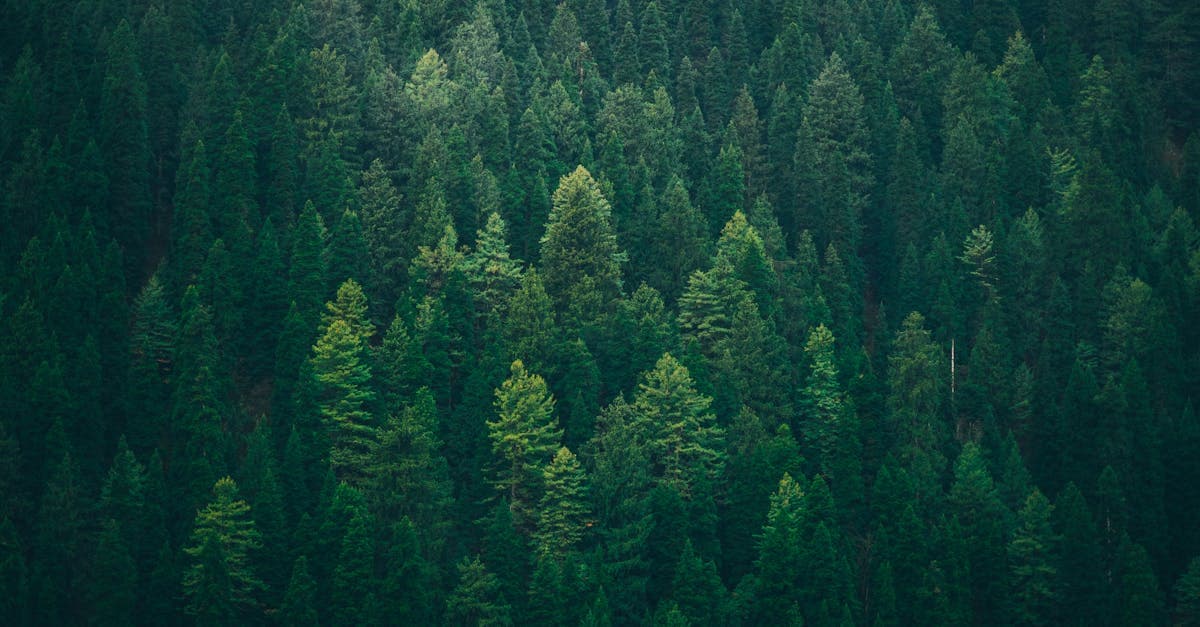 Person genießt einen entspannten Spaziergang in einem grünen Wald