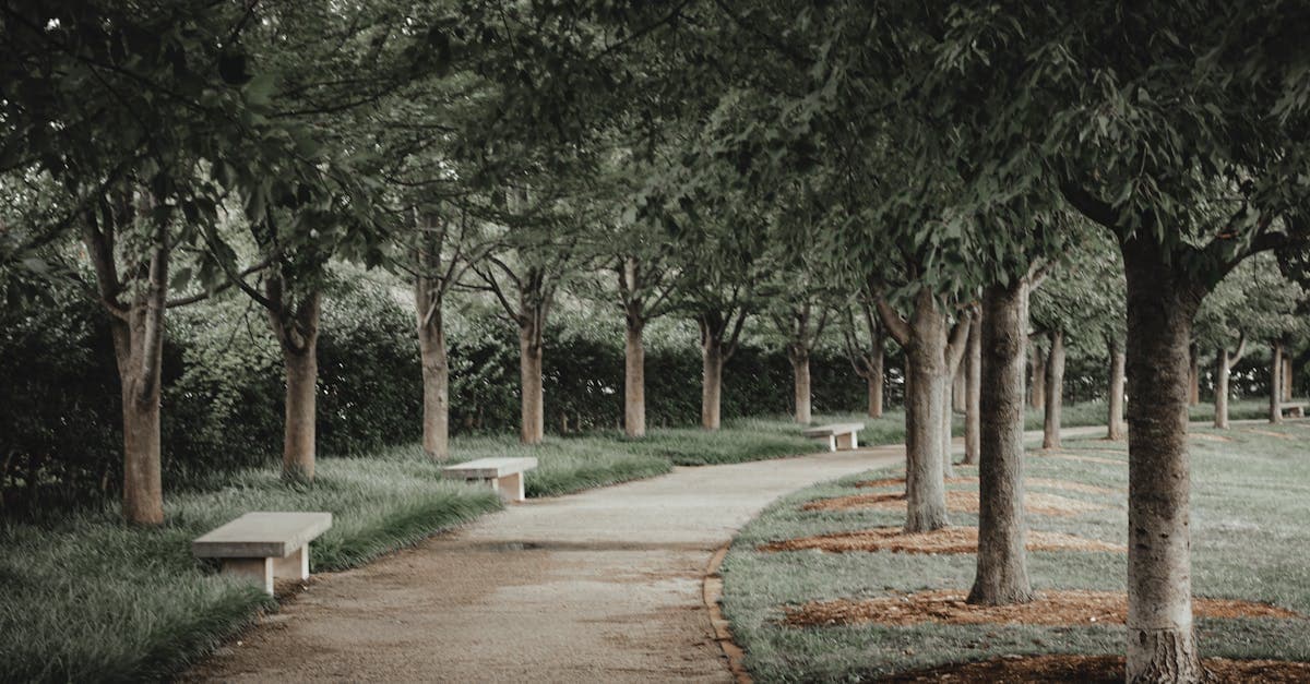 Person spaziert auf einem sonnigen Waldweg im Herbst